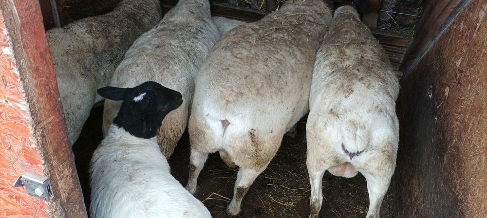 Vând berbecuți dorper 2 luni