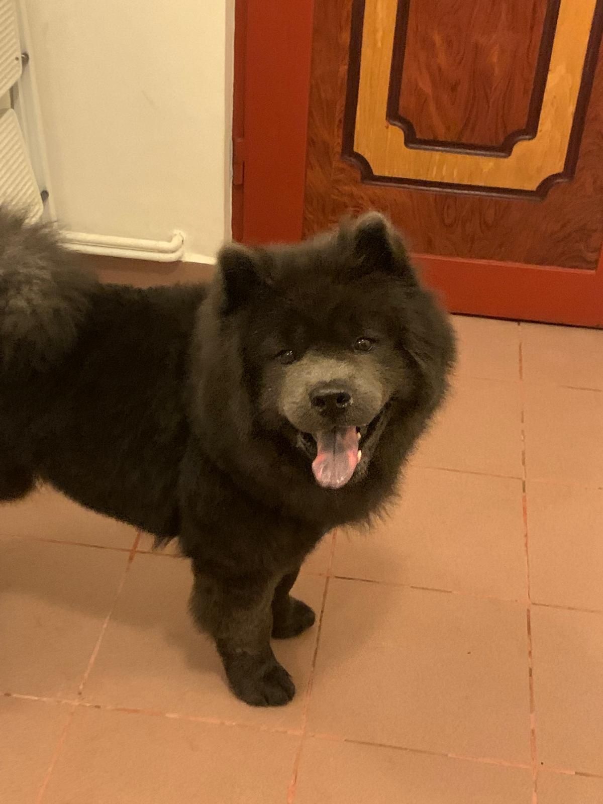 Dresaj canin- Psihologie canina