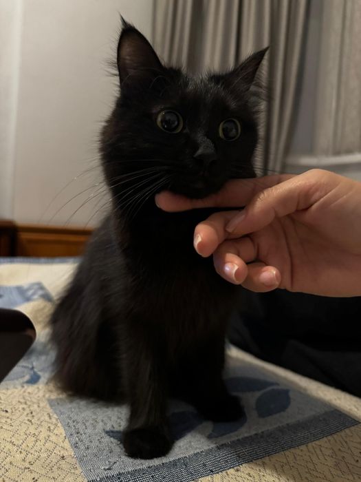 Срочно!! Ищем добрые руки