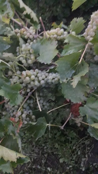 Struguri pentru vin