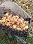 Vând ceapa 3lei/kg.angro2,5lei/kg