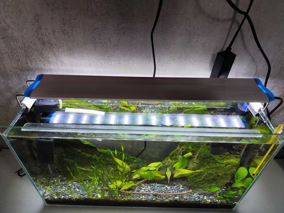 Аквариум 50×30×15 — полностью запущенный, со стабильной экосистемой