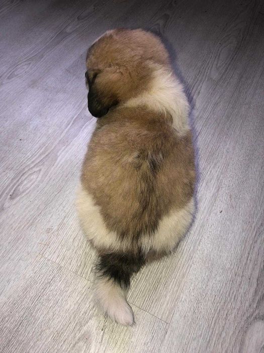 Pechinez imperial fara adoptie