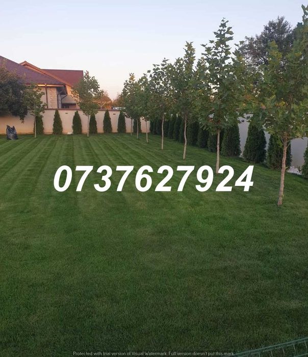 Carpen, Mesteacăn, Arțar | Rezistenți la Climă | Scoatere la Comandă