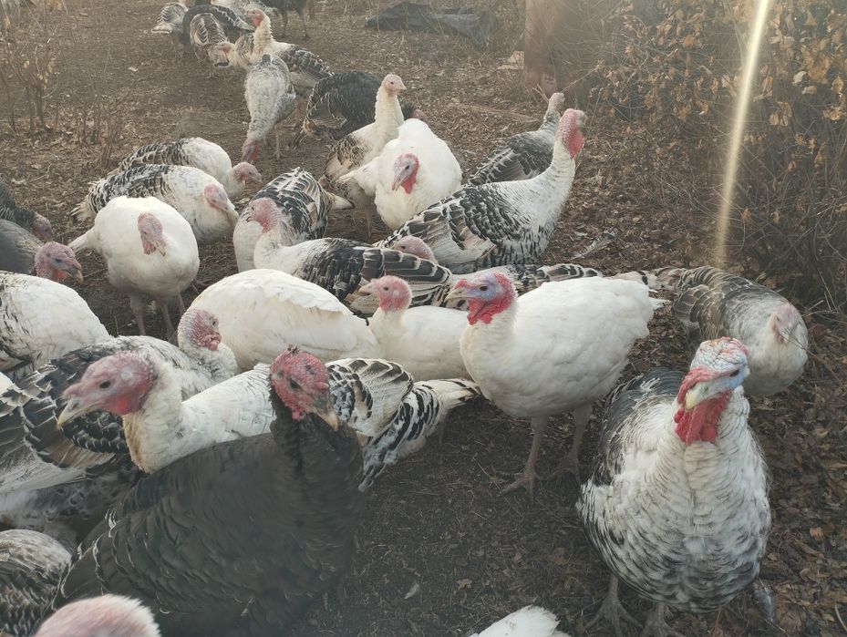 Продам индюков!!!