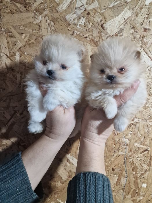 Продам щенков шпица