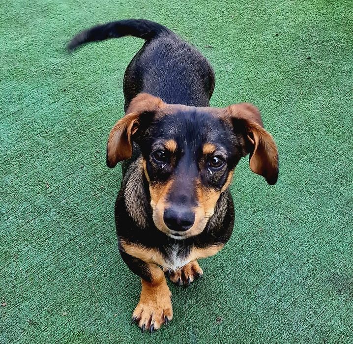 Cățeluș Teckel caută o casă iubitoare