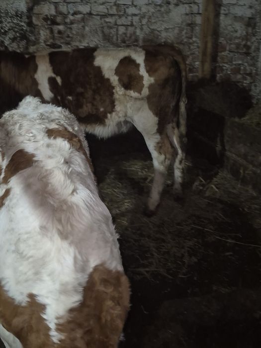 Vand vitele baltate romanesti