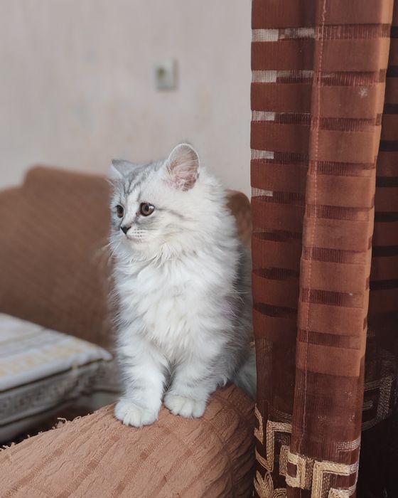 Продаётся кошка девочка