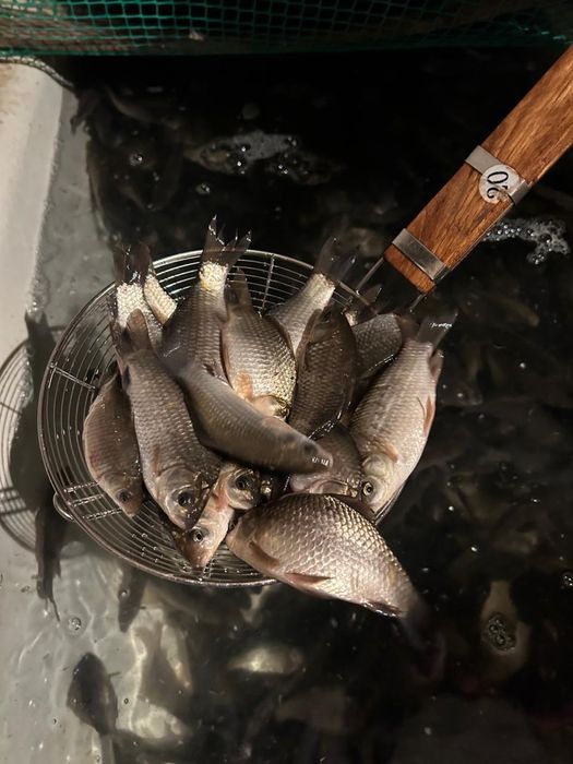 Живец карась малек