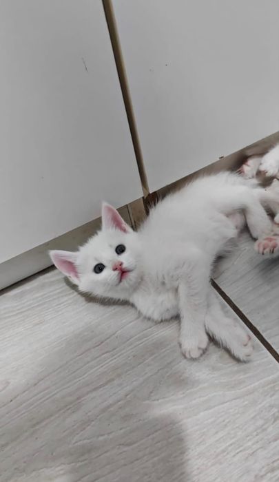 Отдам котенка в добрые руки