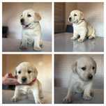 Pui Labrador Golden