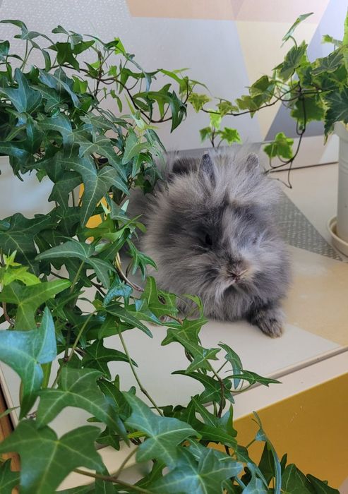 Iepurasi cap de leu si californian