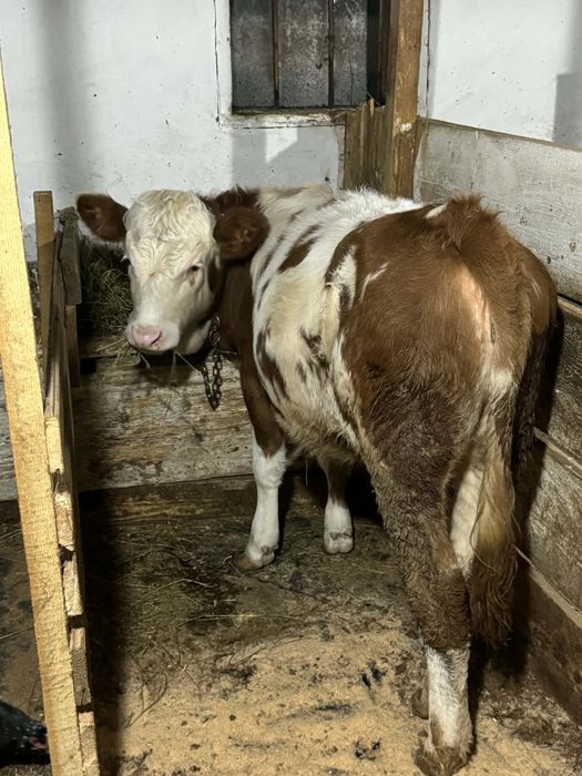 Vand vitica baltata.