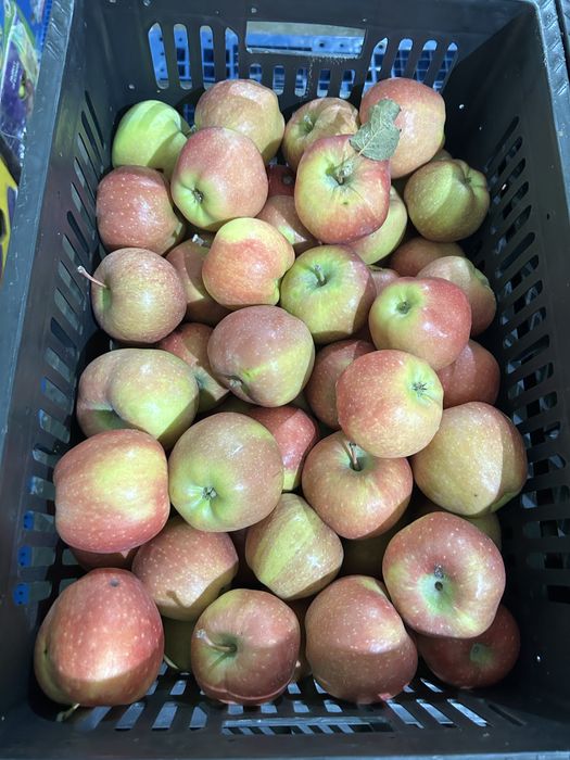 Продам яблоки оптом