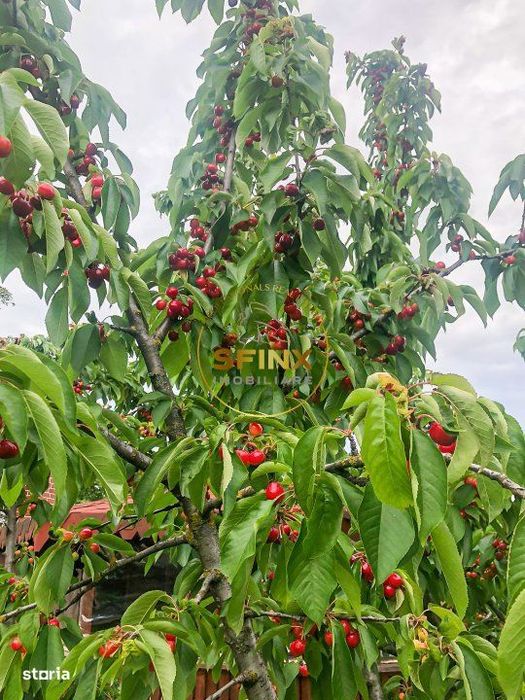 De vanzare ferma Calarasi in stare de conservare - sere - livada