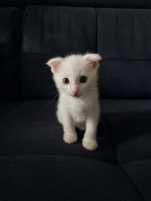 Отдам котят в хорошие руки