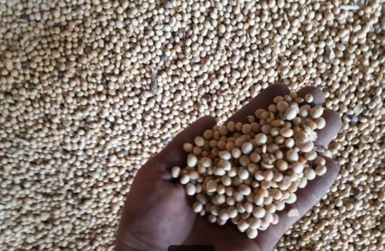 Продам Сою. Пищевую для производства много чего