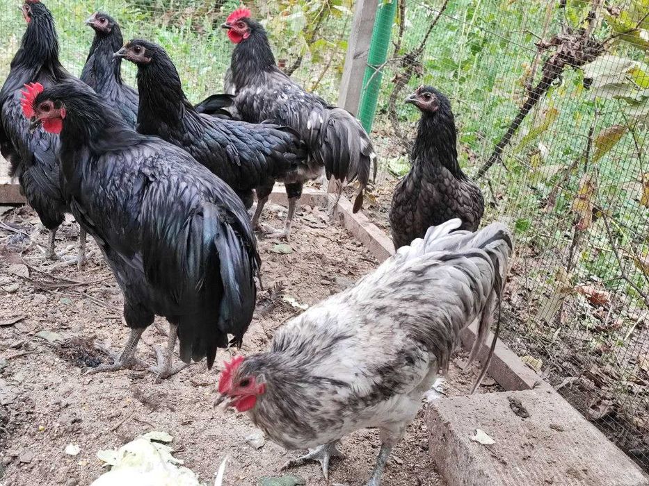 Cocoși Australorp de vânzare – 6 luni