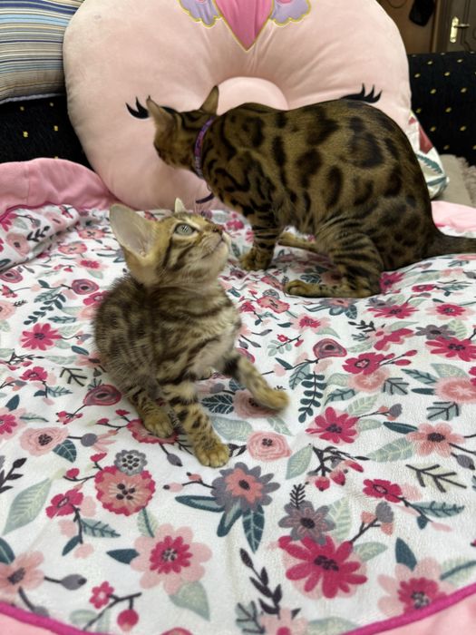 Бенгальская кошка