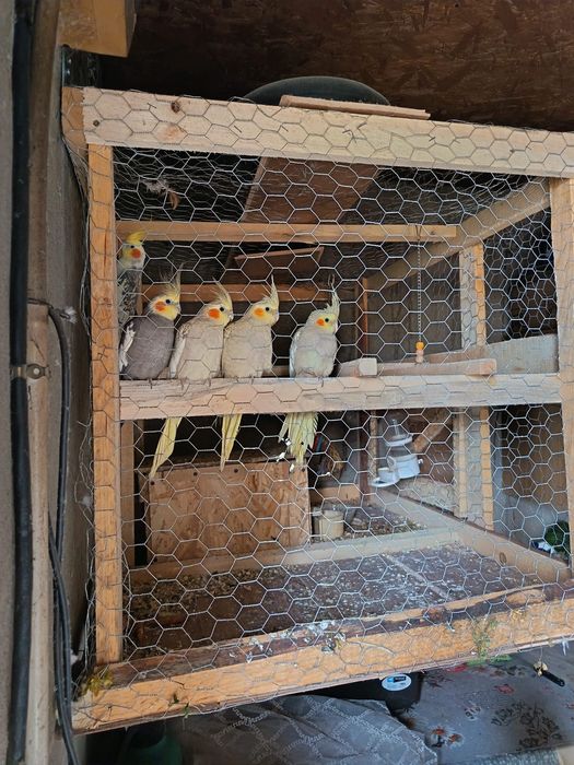 Vând papagali nimfe