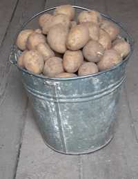 Продам дачный картофель