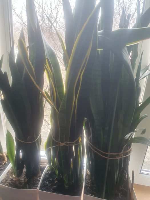 Сансевьерии домашние