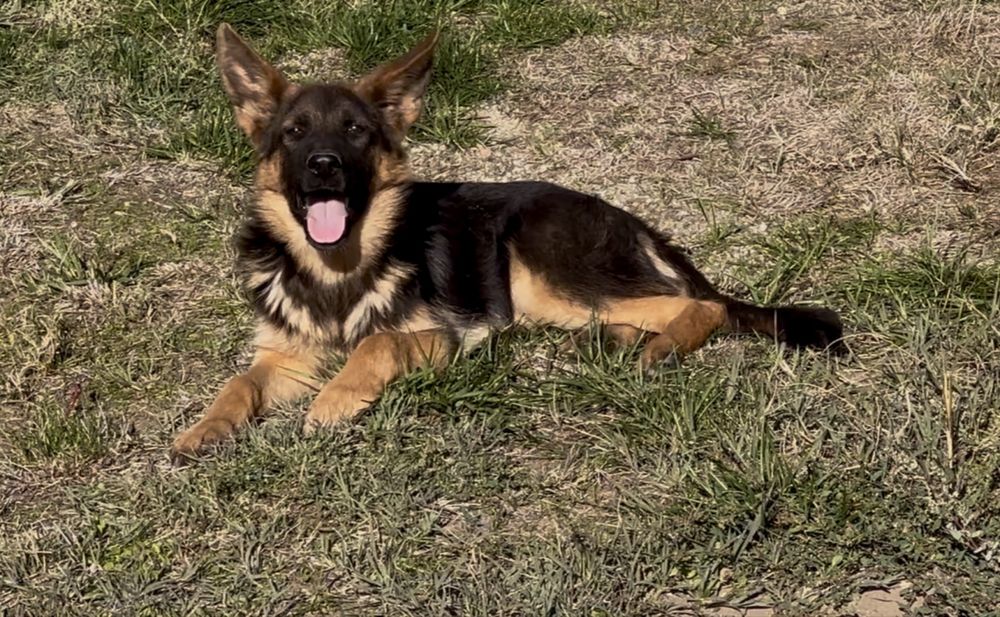 Femela ciobanesc german par scurt cu pedigree