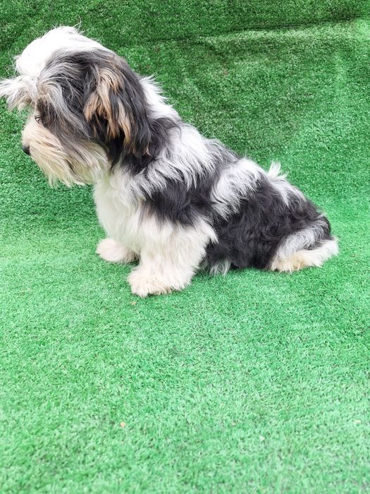 Бийвър йоркширски териер