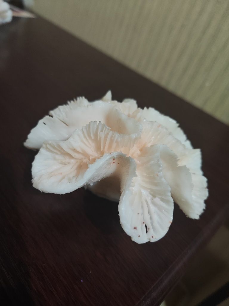 Akvaryum uchun korallar