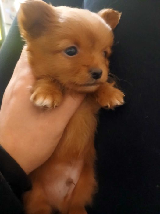 Много сладки кученца пинчери