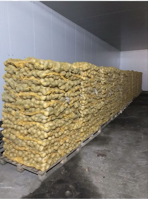 Ceapa , Cartof alb -rosu , morcovi , varza