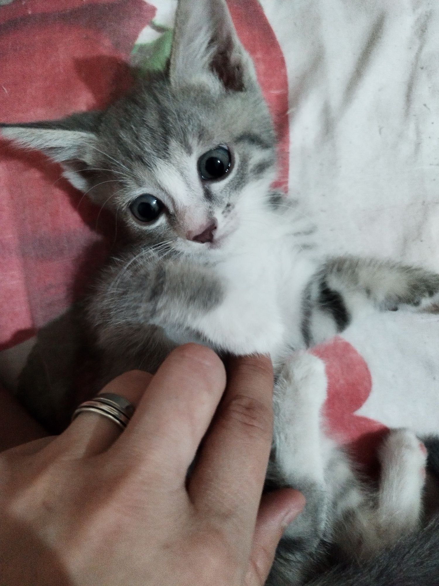 Скоттиш страйт Киз