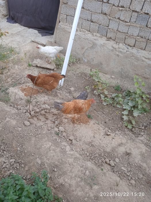 Товуқ ,хўроз,жўжалар