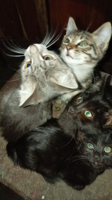 Котята бесплатно