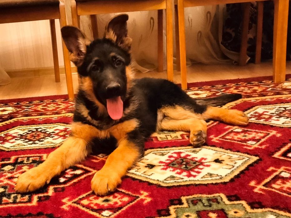 Чистокровные щенки немецкой овчарки