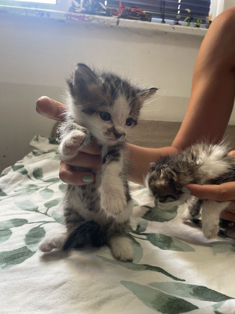 Котета-бебенца подсрявам
