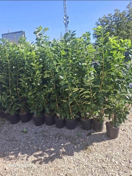 Laur englezesc tuia leylandii