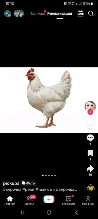 Продам куры несушки белые