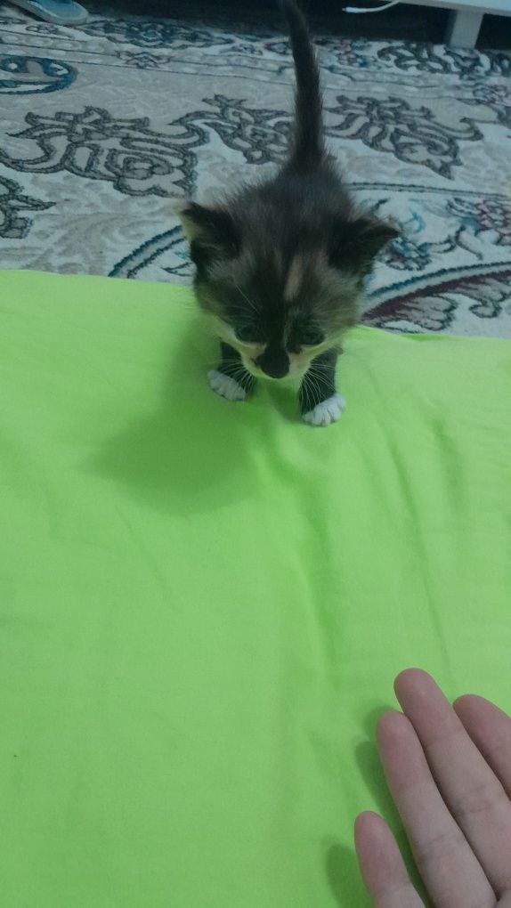 Котята 1 месяца девочки