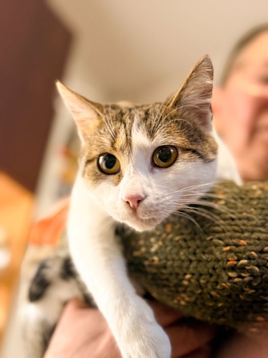 Pisica femela 1 an si jumatate