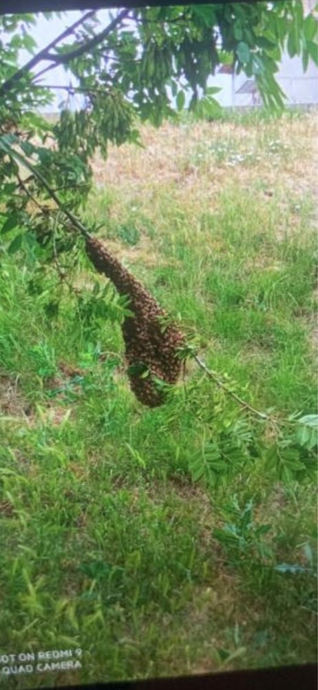Capturez roiuri de albine