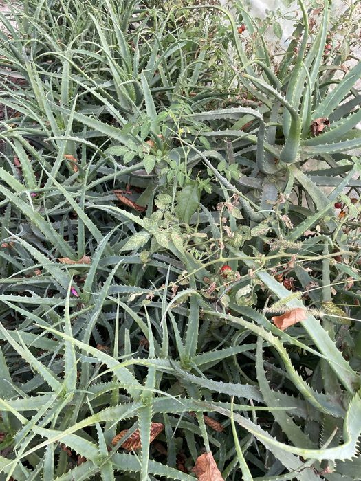 Vand aloe vera frunze si ghiveci