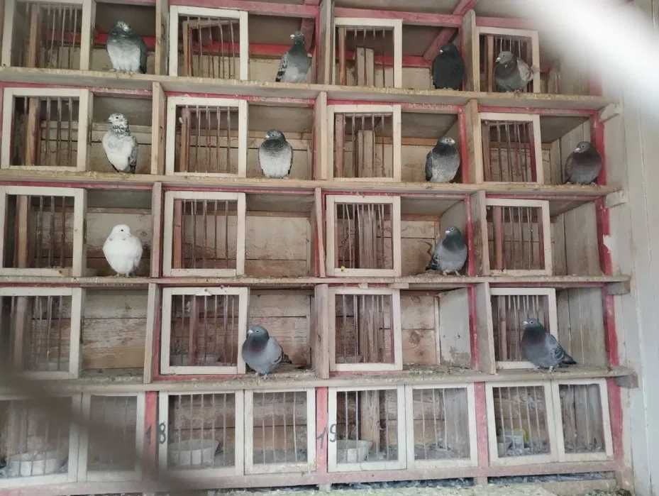 Porumbei voiajori cu pedigree de vanzare
