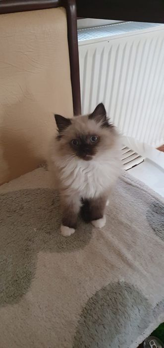 Pufosenii Drăgălașe