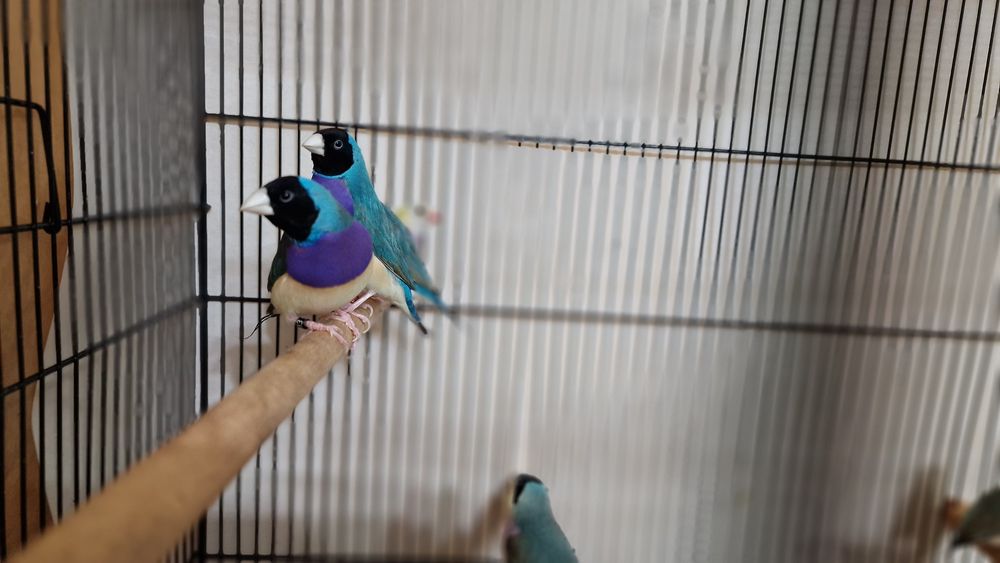 Гулдови амадини!!!