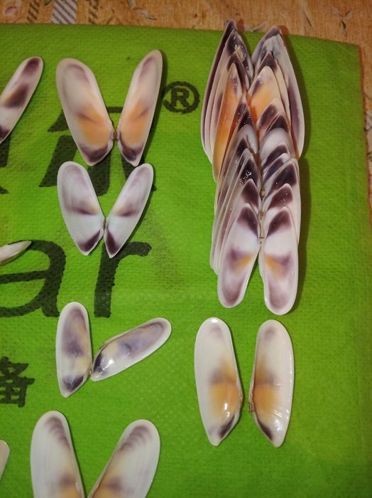 Ракушки- натуральные дары моря