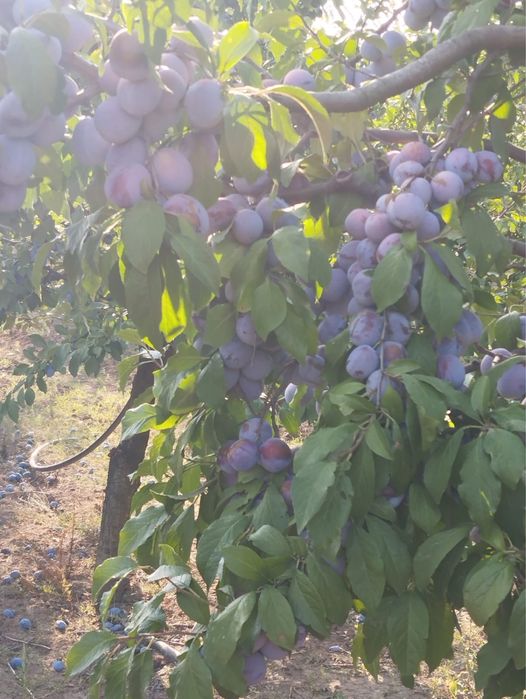 Prune  agen , de toamna, zemoase bune pentru o palincă