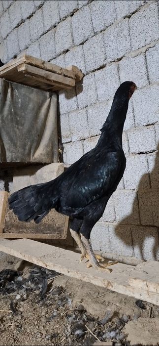 Дакан макиён тухимда 9-ойлик