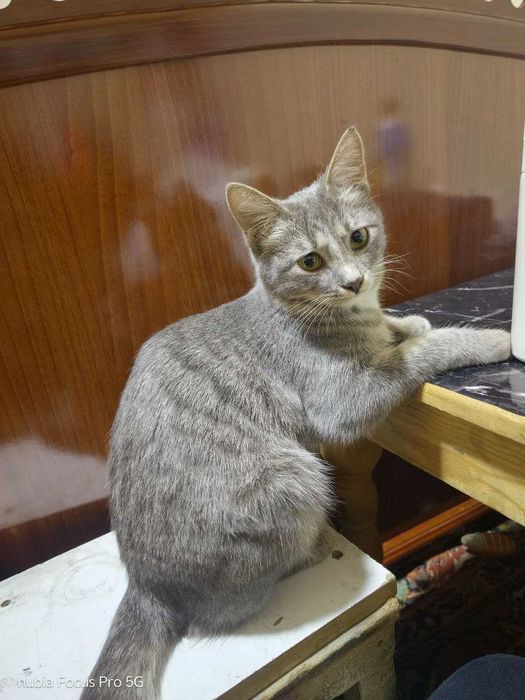 Mushuk hadya qilaman